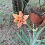 Iris domestica Květ