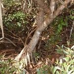 Pandanus bilinearis Habit