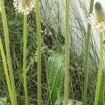 Plantago argentea Libunga