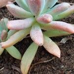 Dudleya greenei 叶