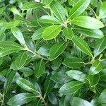 Ilex glabra Ліст