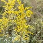 Solidago odora Λουλούδι