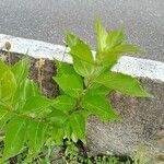 Premna serratifolia 葉