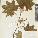 Acer campbellii Kita