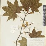 Acer campbellii Arall