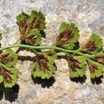 Asplenium lepidum Frucht