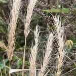 Elymus virginicus Frucht