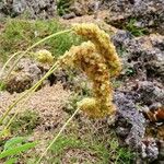 Sanguisorba dodecandra 果実