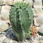 Euphorbia meloformis List