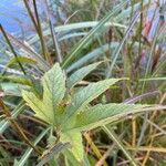 Filipendula rubra Leaf