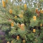 Banksia spinulosa Λουλούδι