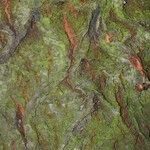 Salix × guinieri Кора