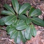 Planchonella cauliflora Habitus