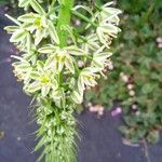 Albuca bracteata फूल