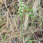 Spiranthes cernua Habit