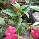 Ruellia elegans Λουλούδι