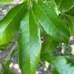 Blighia sapida Leaf