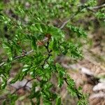 Nothofagus antarctica Leaf