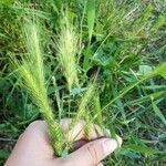 Hordeum murinumFruit