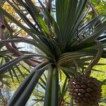 Pandanus utilis Blatt