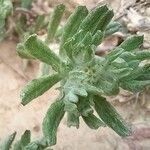 Filago pyramidata Maua