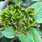 Viburnum lantanaBlüte