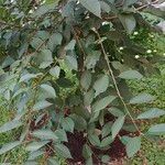 Prunus canescens