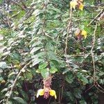 Gmelina philippensis फूल