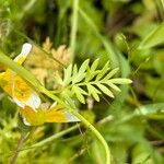 Limnanthes douglasii Φύλλο