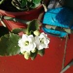 Kalanchoe aromatica Virág