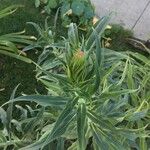 Echium candicansFlower