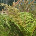 Cyathea dregei