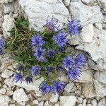 Phyteuma hemisphaericum Bloem