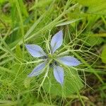 Nigella arvensisLorea