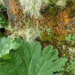 Gunnera tinctoria Blatt