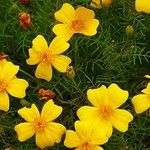 Tagetes tenuifolia Fula