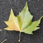 Platanus × hispanica Blad