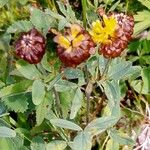 Trifolium badium Meyve