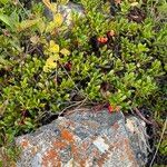 Arctostaphylos uva-ursi Hedelmä