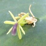 Ruscus hypoglossum Floare