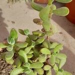 Crassula lanuginosa Hostoa