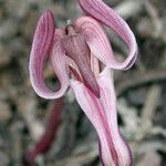 Dicentra uniflora 花