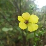 Verbascum blattaria花