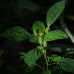 Acalypha arvensis Habit