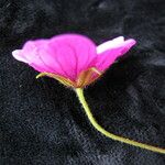 Geranium procurrens Flower