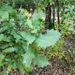 Quercus canariensis Leaf