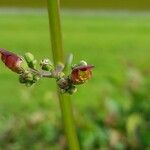 Scrophularia auriculata Flor