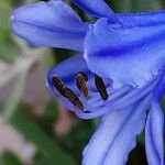 Agapanthus praecox Virág
