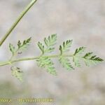 Torilis leptophylla Folla