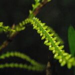 Laccosperma korupense Кветка